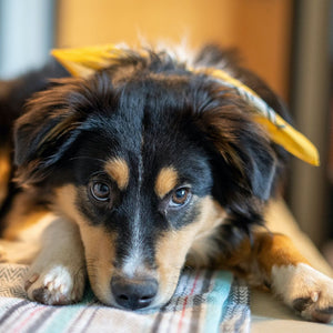FlipFuel® Arizona Sunshine Bandana - Yellow