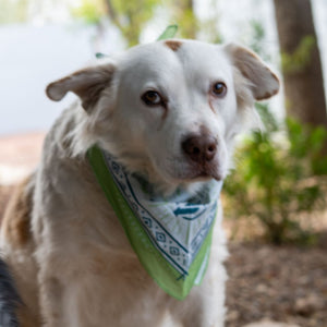 FlipFuel® Arizona Cactus Bandana - Green